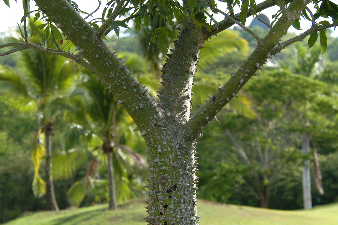 Flora of Costa Rica, Pochote Tree