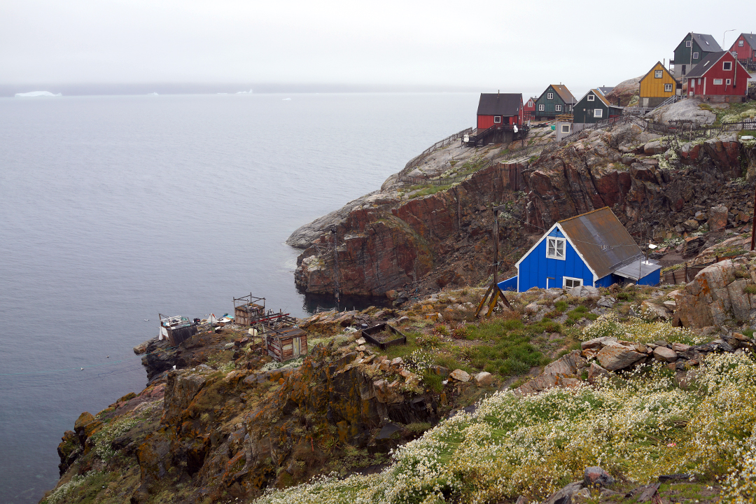 Greenland, Uummannaq, Arctic Chamomile